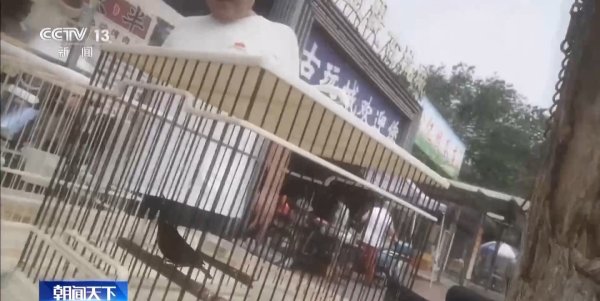 手机炒股配资平台 国家级保护鸟类在市场“随便卖”！盗猎鸟类黑灰产业链曝光