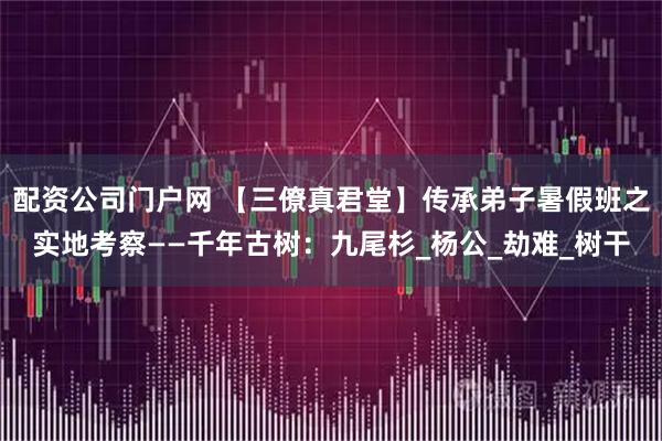 配资公司门户网 【三僚真君堂】传承弟子暑假班之实地考察——千年古树：九尾杉_杨公_劫难_树干